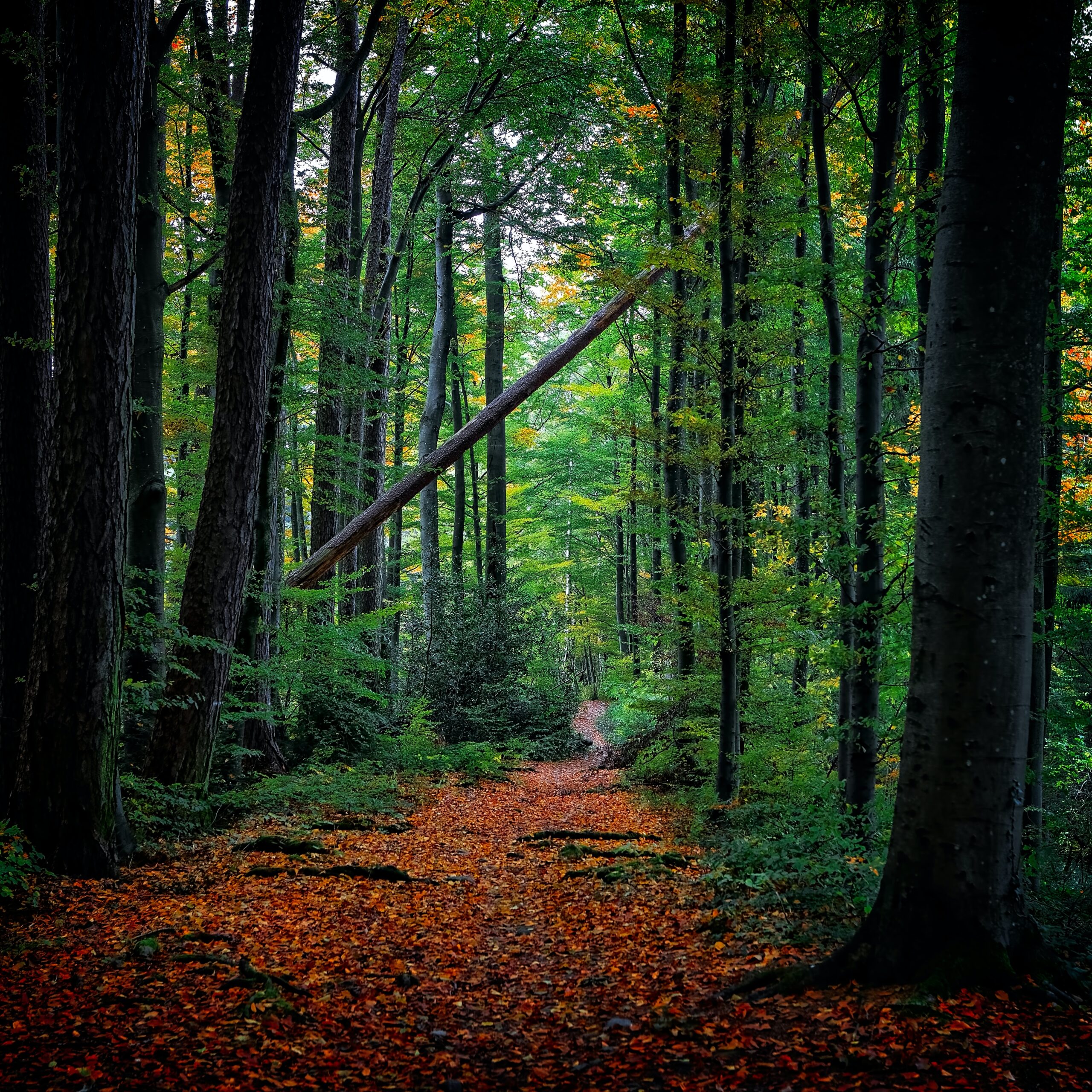 La vida en el bosque